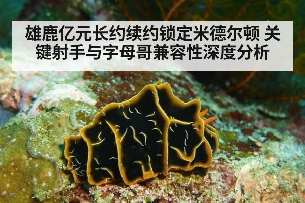 雄鹿亿元长约续约锁定米德尔顿 关键射手与字母哥兼容性深度分析